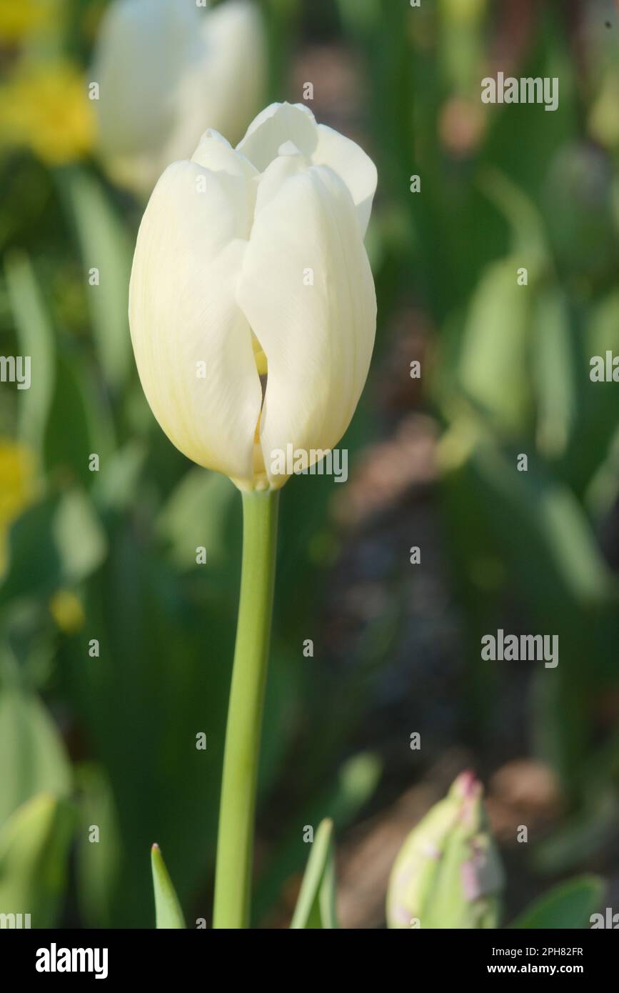 Blühende, farbenfrohe Tulpen, die in einer Gartenumgebung neues Leben und neue Energie verleihen. Mutter Natur bringt Schönheit und Inspiration in unsere Welt. Stockfoto