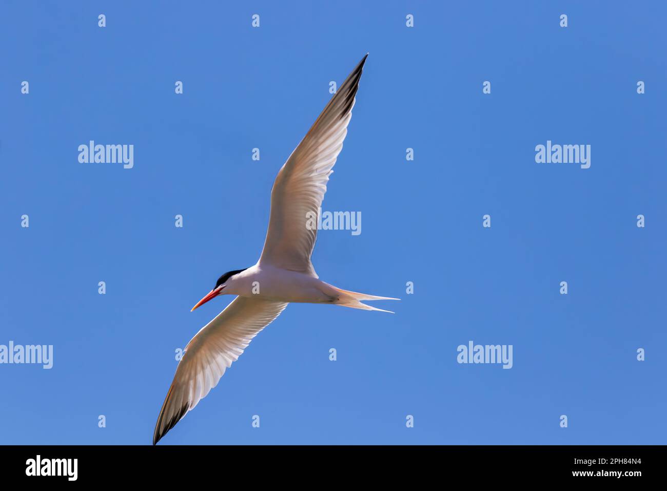 Ein Tern, fotografiert im Flug über die Pazifikküste in Mexiko. Stockfoto