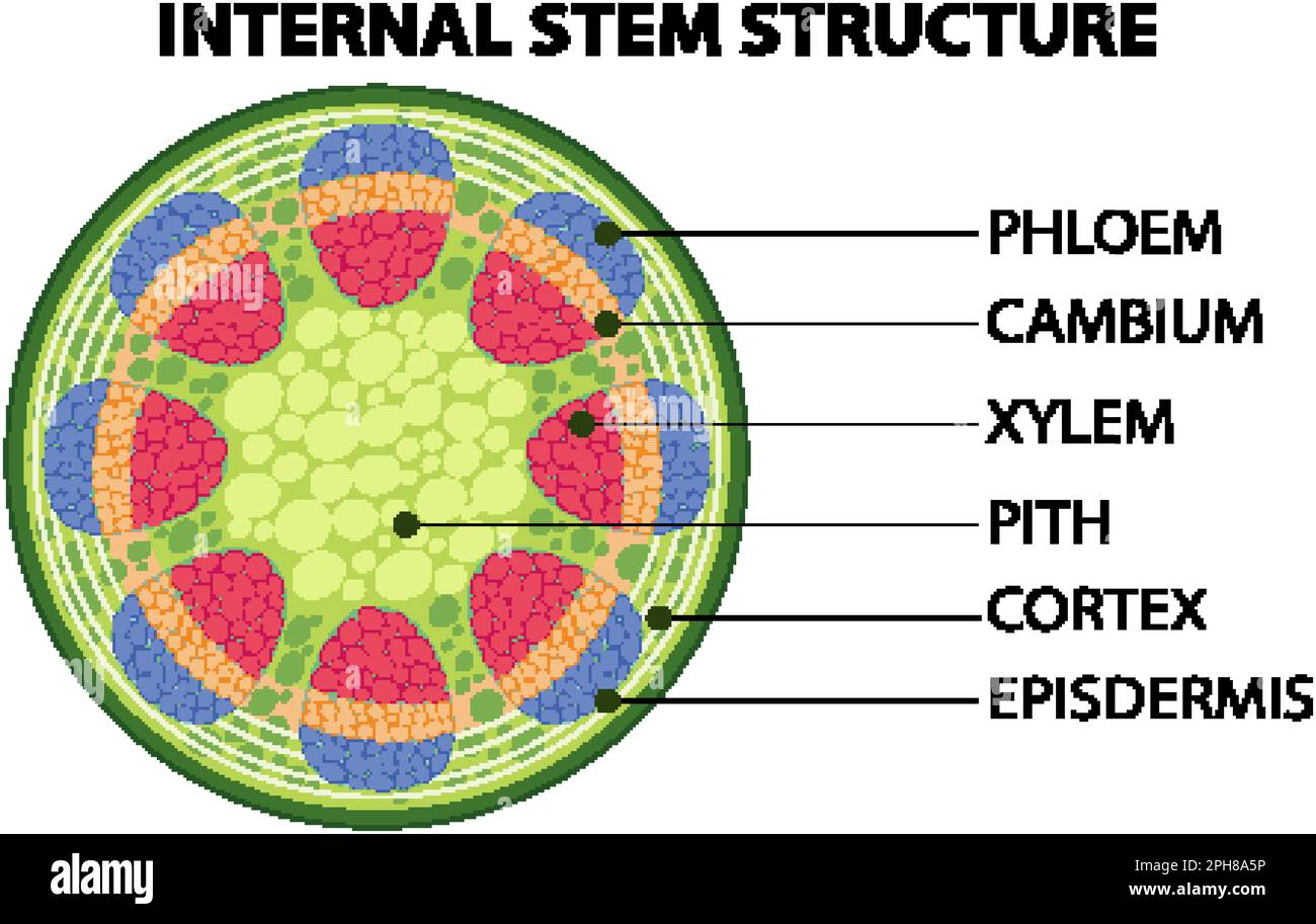 Darstellung des inneren Aufbaus des Stammes Stock Vektor