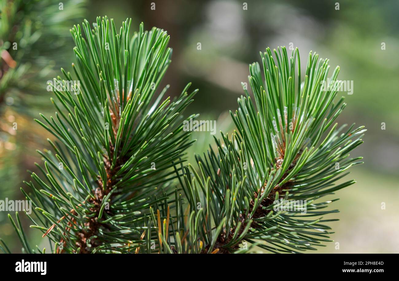 Detail der Blätter und Zweige von Zwarf Mountain Kiefer, Pinus mugo. Foto im Mieming Range, Bundesstaat Tirol, Österreich. Stockfoto