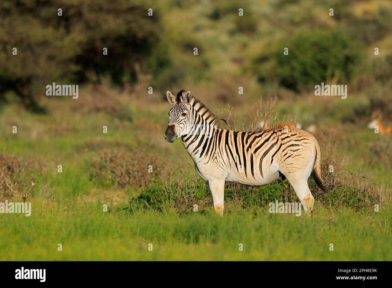 Eine Ebene Zebra (Equus burchelli) in natürlichen Lebensraum, Mokala National Park, Südafrika Stockfoto
