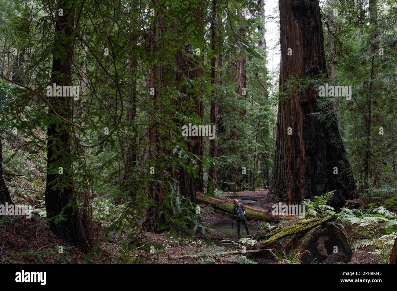 Eine Wanderer steht im Küstenmammutbaum, Sequoia sempervirens und Wald und ist winzig im Vergleich zu den riesigen Bäumen. Stockfoto