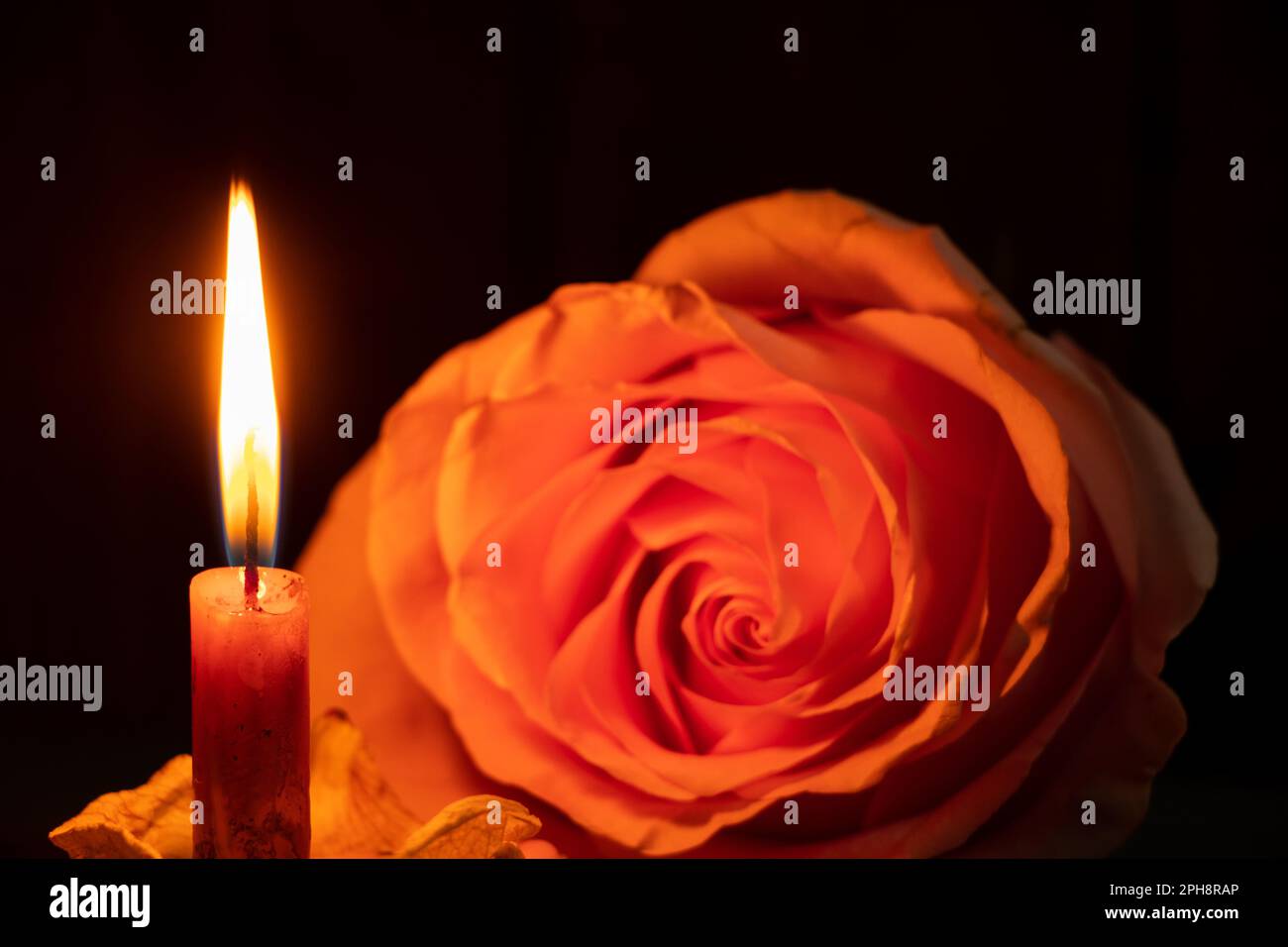 Eine Kerzenflamme und neben einer Rose in der dunklen Nahaufnahme Stockfoto