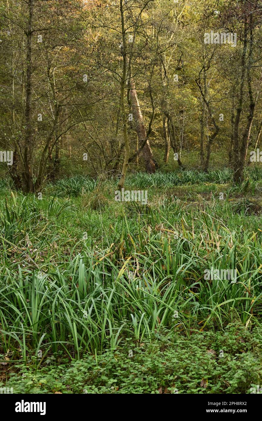 In den Wäldern der Flutlichter... Herrenbusch ( Meerbusch, Lank-Latum ). Stockfoto