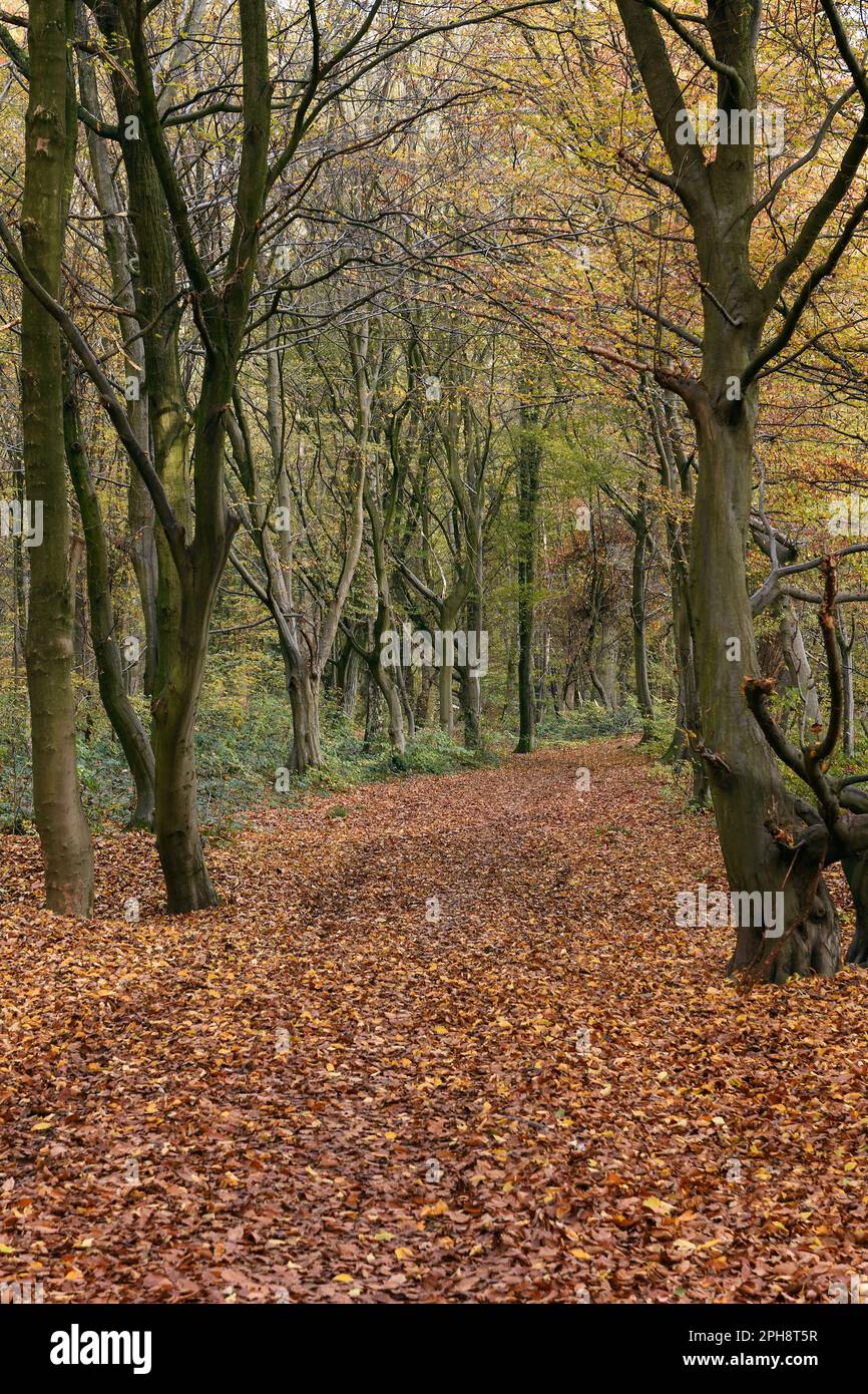 Herbst... Herrenbusch ( Lank Latum, Rheinviertel Neuss ), Herbstspaziergang durch den Wald Stockfoto