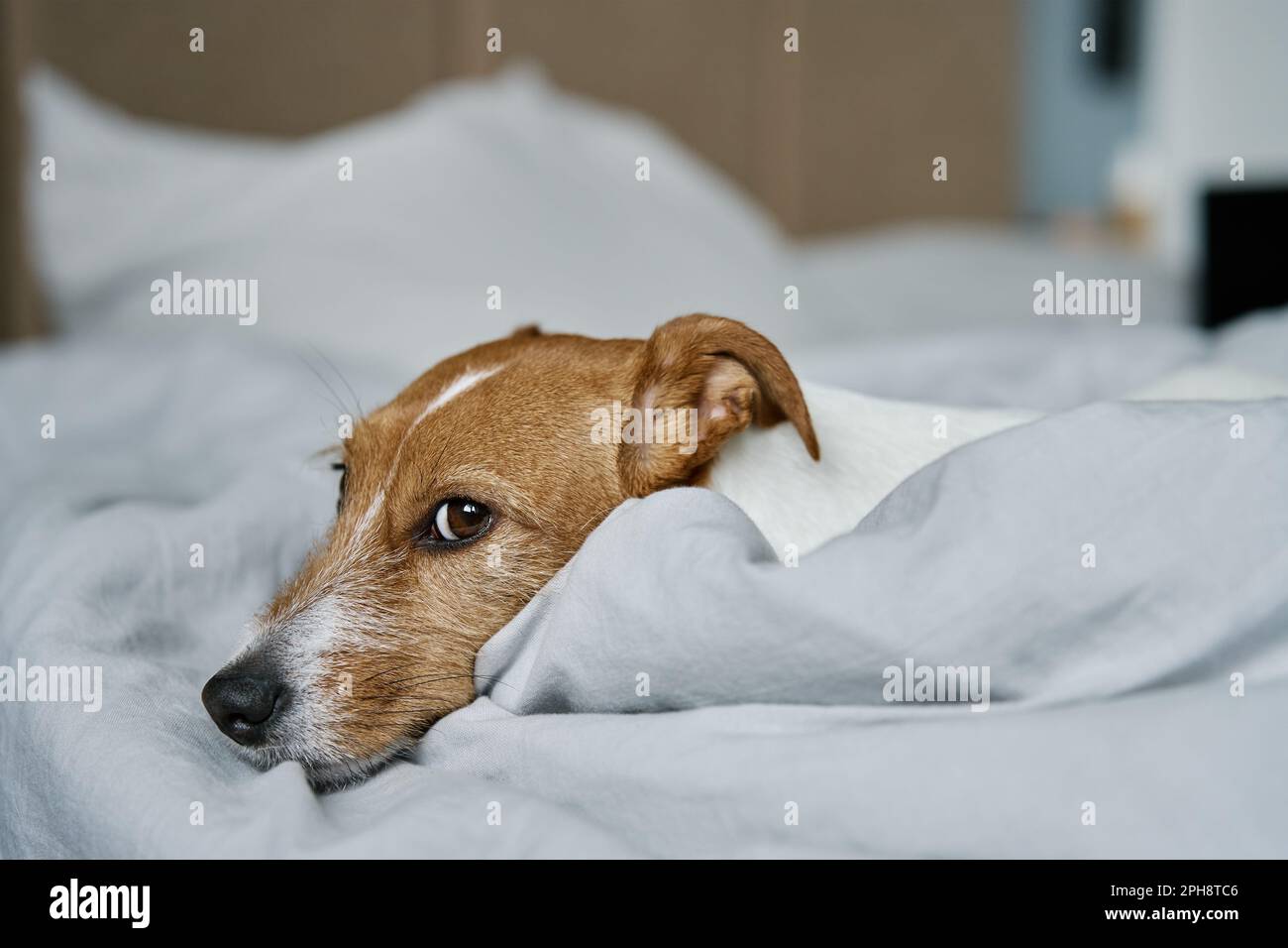 Ein einsamer süßer Hund ruht sich im Schlafzimmer aus. Langweiliges, einsames Haustier, das im Bett schläft, ganz nah Stockfoto