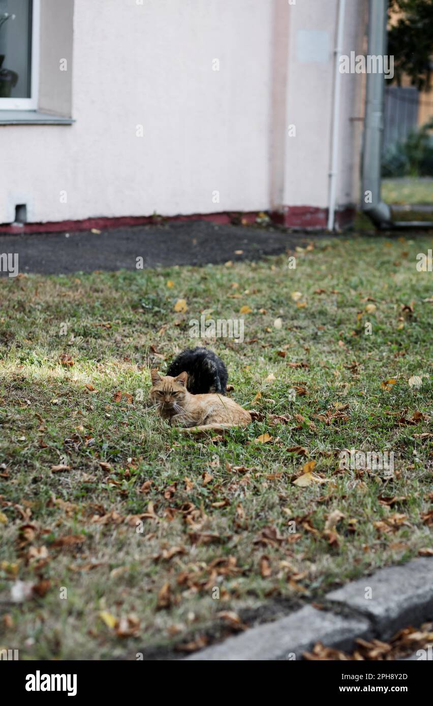 Zwei süße streunende Katzen ruhen sich auf dem Gras aus Stockfoto