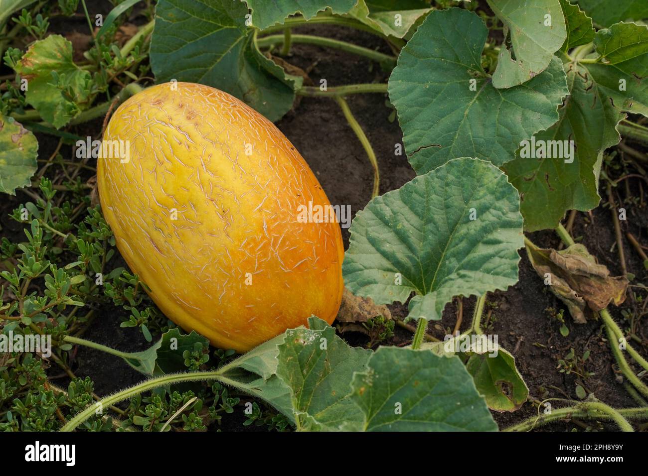 Saftige reife Melone auf dem Boden inmitten des Laubs. Gelbe runde Melone reift im Gewächshaus. Melone auf einem Bauernhof Stockfoto