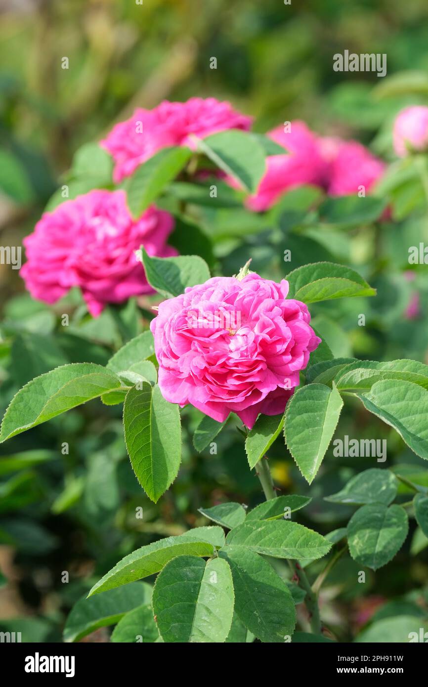 Rosa De Rescht, Rose De Rescht, Rosa Rose de Rescht, Portland Damask Rosenrot-lila Blüten Stockfoto