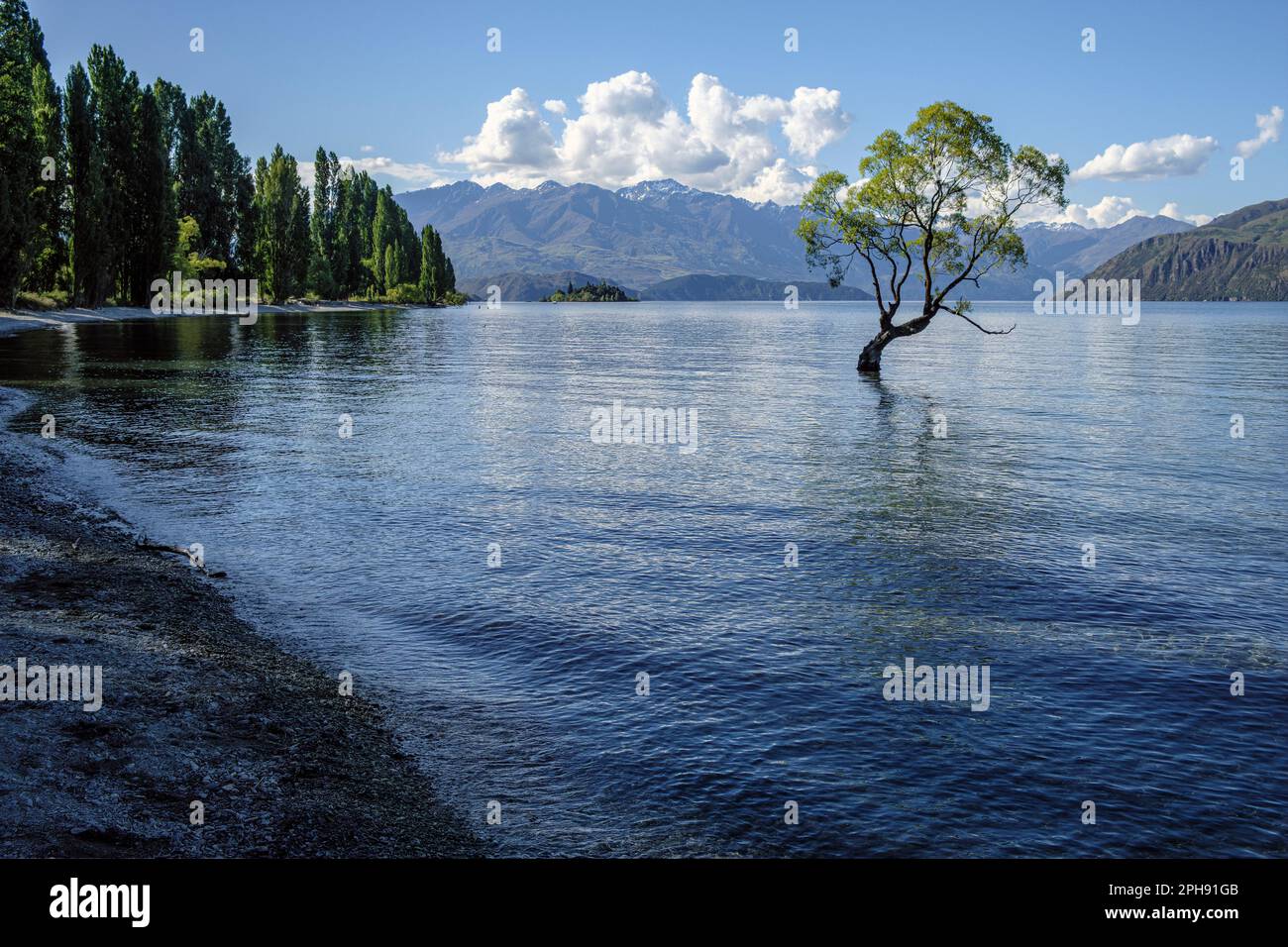 Wanaka Willow, Lake Wanaka, South Island, Neuseeland Stockfoto