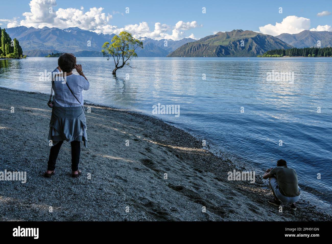 Wanaka Willow, Lake Wanaka, South Island, Neuseeland Stockfoto