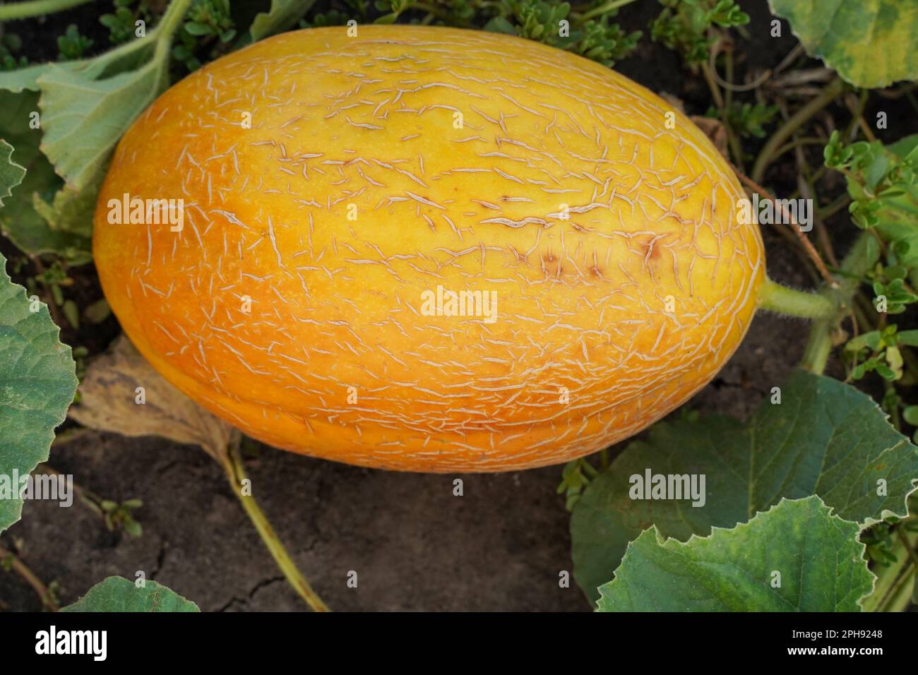 Frische reife, saftige Melone, die auf dem Feld wächst. Melone auf einem Bauernhof. Draufsicht, Nahaufnahme. Stockfoto