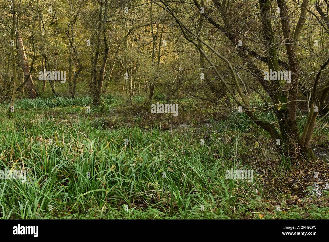 In den Wäldern der Flutlichter... Herrenbusch ( Meerbusch, Lank-Latum ). Stockfoto