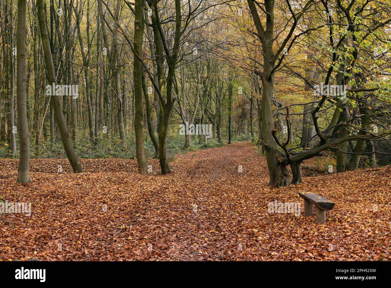 Herbst... Herrenbusch ( Lank Latum, Rheinviertel Neuss ), Herbstspaziergang durch den Wald Stockfoto