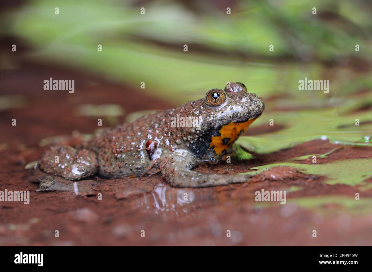Habitat, das Wasser spuckt... Gelbbauchkröte ( Bombina variegata ) in natürlicher Umgebung. Stockfoto