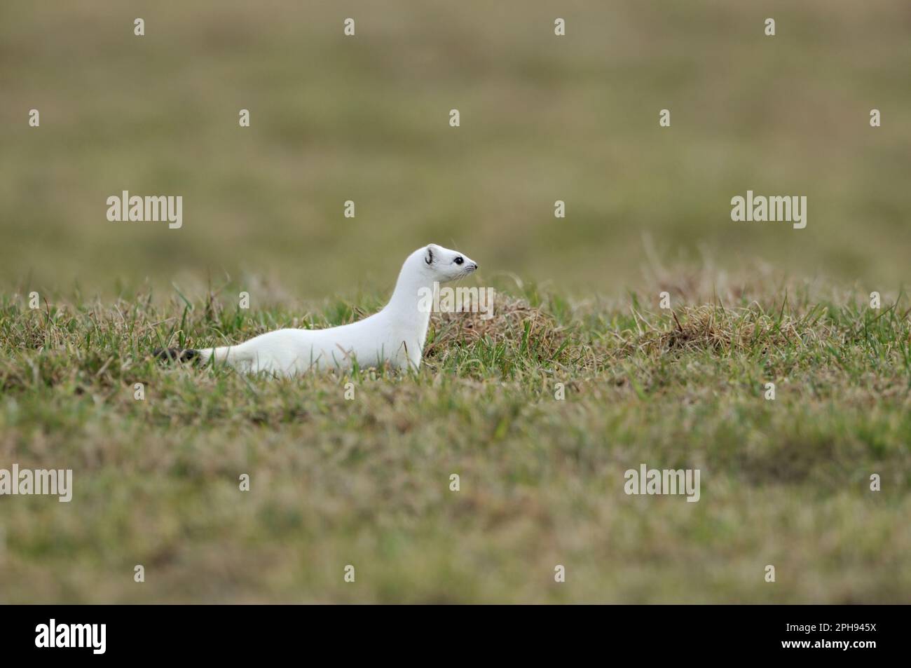 Auf der Jagd... Hermelin ( Mustela erminea ) in weißem Wintermantel auf einer Weide, Wiese. Stockfoto