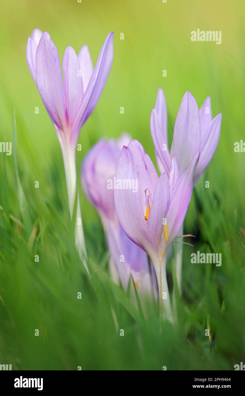 Typische Herbstblumen... Wiesenaffron ( Colchicum autumnale ), gefährdete, geschützte giftige Pflanzenarten Stockfoto