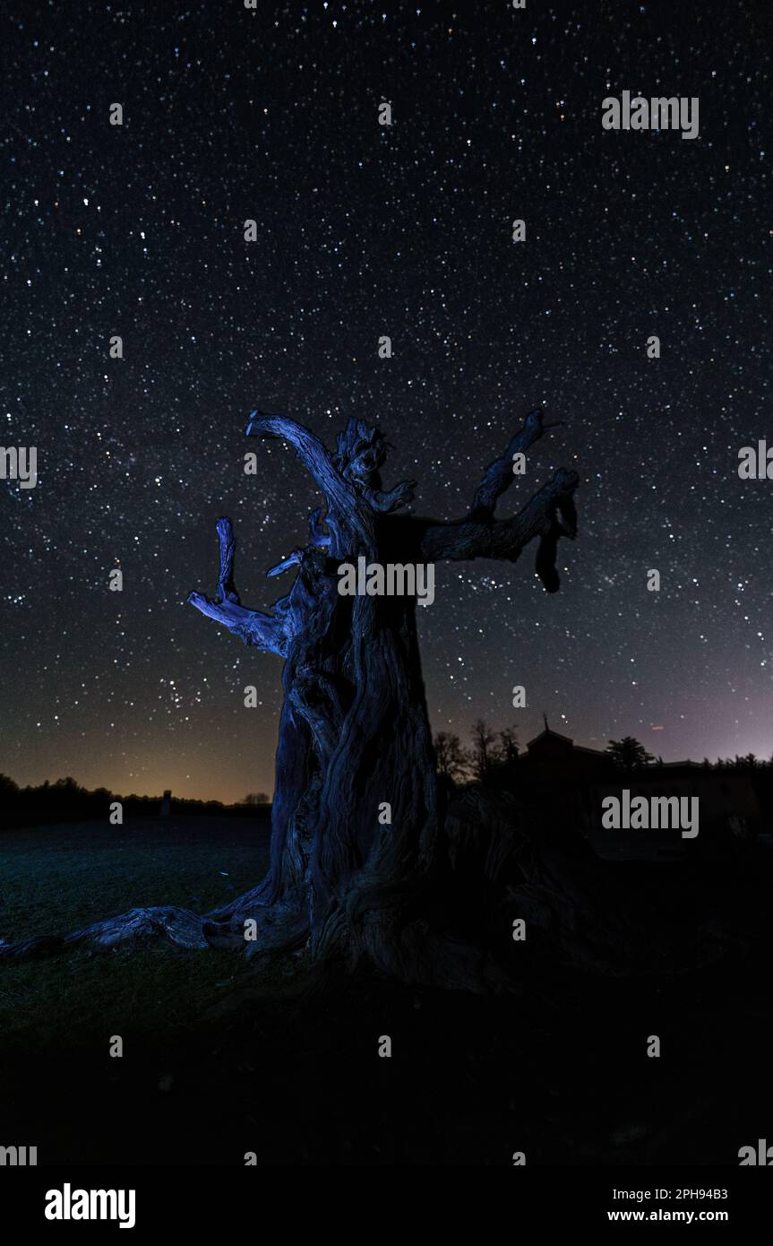 Nachtaufnahmen mit Sternen im Hintergrund und im Vordergrund mit blattlosem Baum Stockfoto