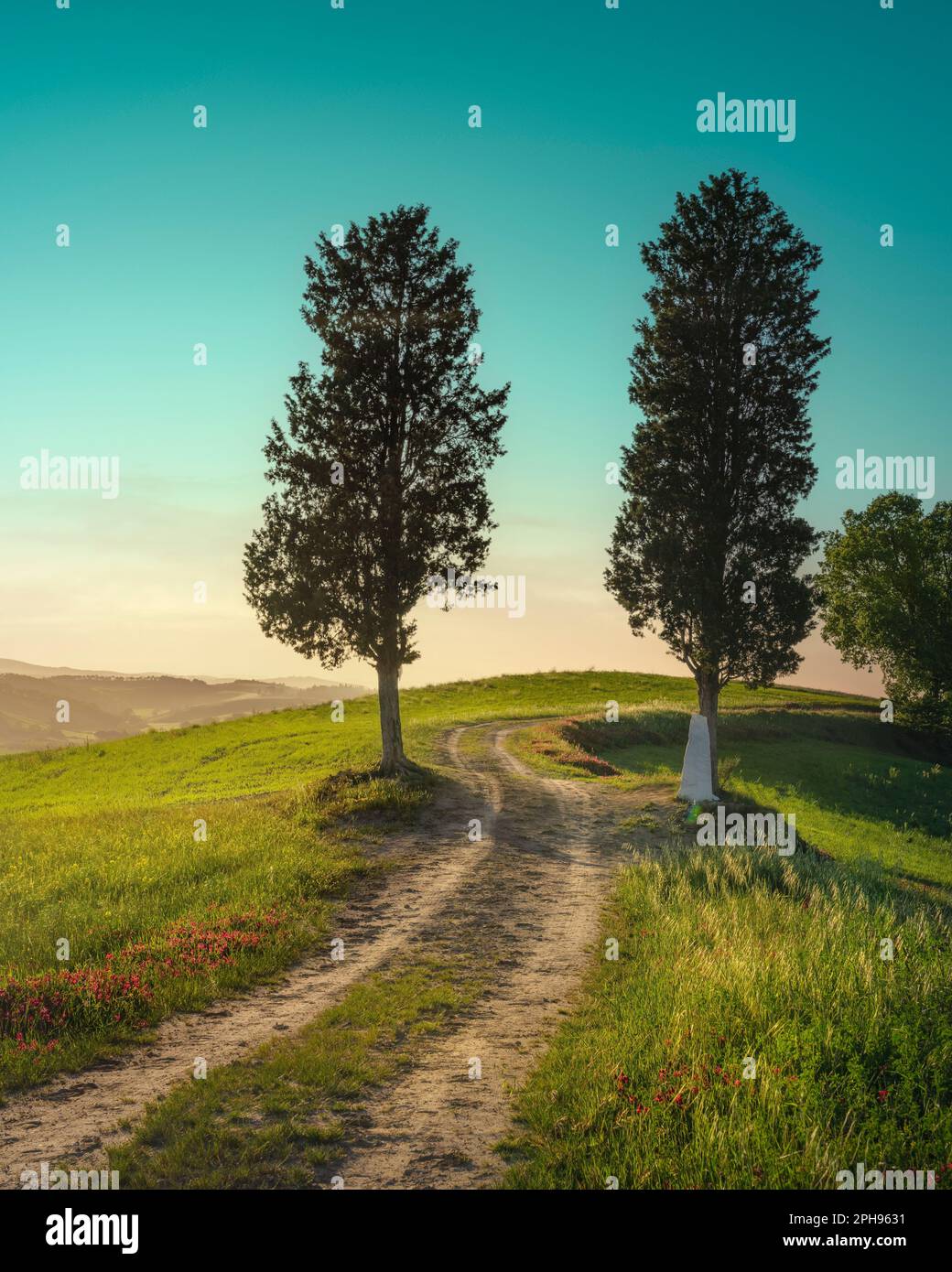 Zwei Bäume auf der Route der Via Francigena in der Nähe von Buonconvento bei Sonnenuntergang. Provinz Siena, Region Toskana, Italien Stockfoto