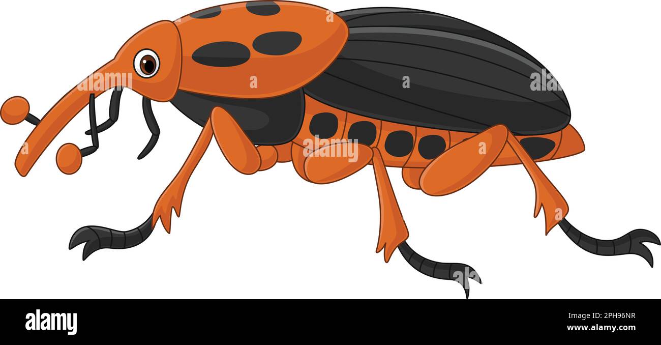 Roter Palmweevil auf weißem Hintergrund Stock Vektor