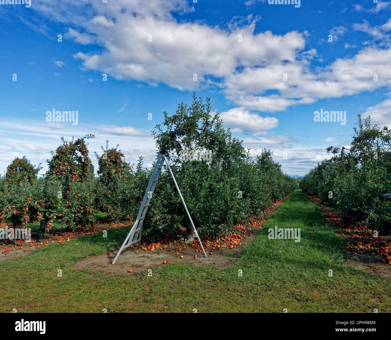 Eine Obstleiter am Ende einer Reihe von Apfelbäumen in einem Obstgarten, die entsorgten, verdünnten Früchte darunter, Motueka, Tasman Region, Neuseeland Stockfoto