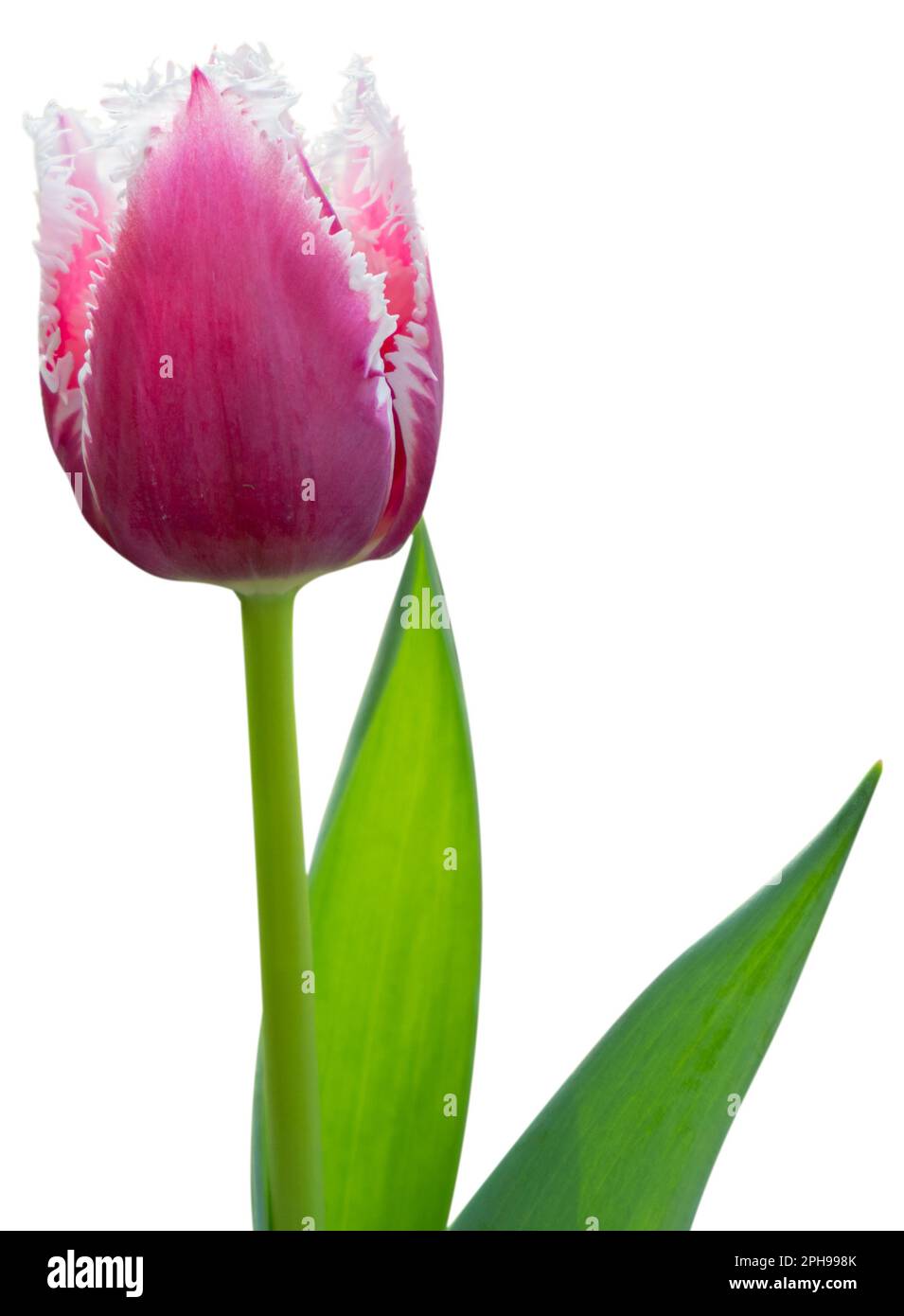 Eine rosa Tulpe, die im Garten blüht. Knospen und grüne Blätter. Wunderschöne Blüten sind isoliert. Stockfoto