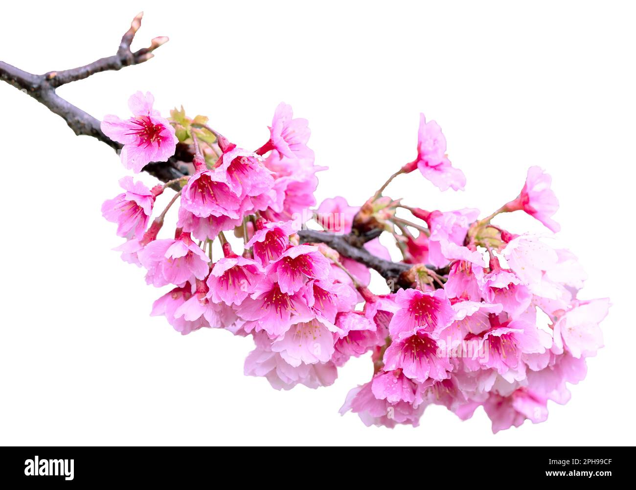 Sakura mit Regentropfen. Frische rosa Kirschblüten nach dem Regen. Wunderschöne Blüten sind isoliert. Stockfoto Sakura mit Regentropfen. Frische rosa Kirschblüten nach dem Regen. Wunderschöne Blüten sind isoliert. Stockfoto