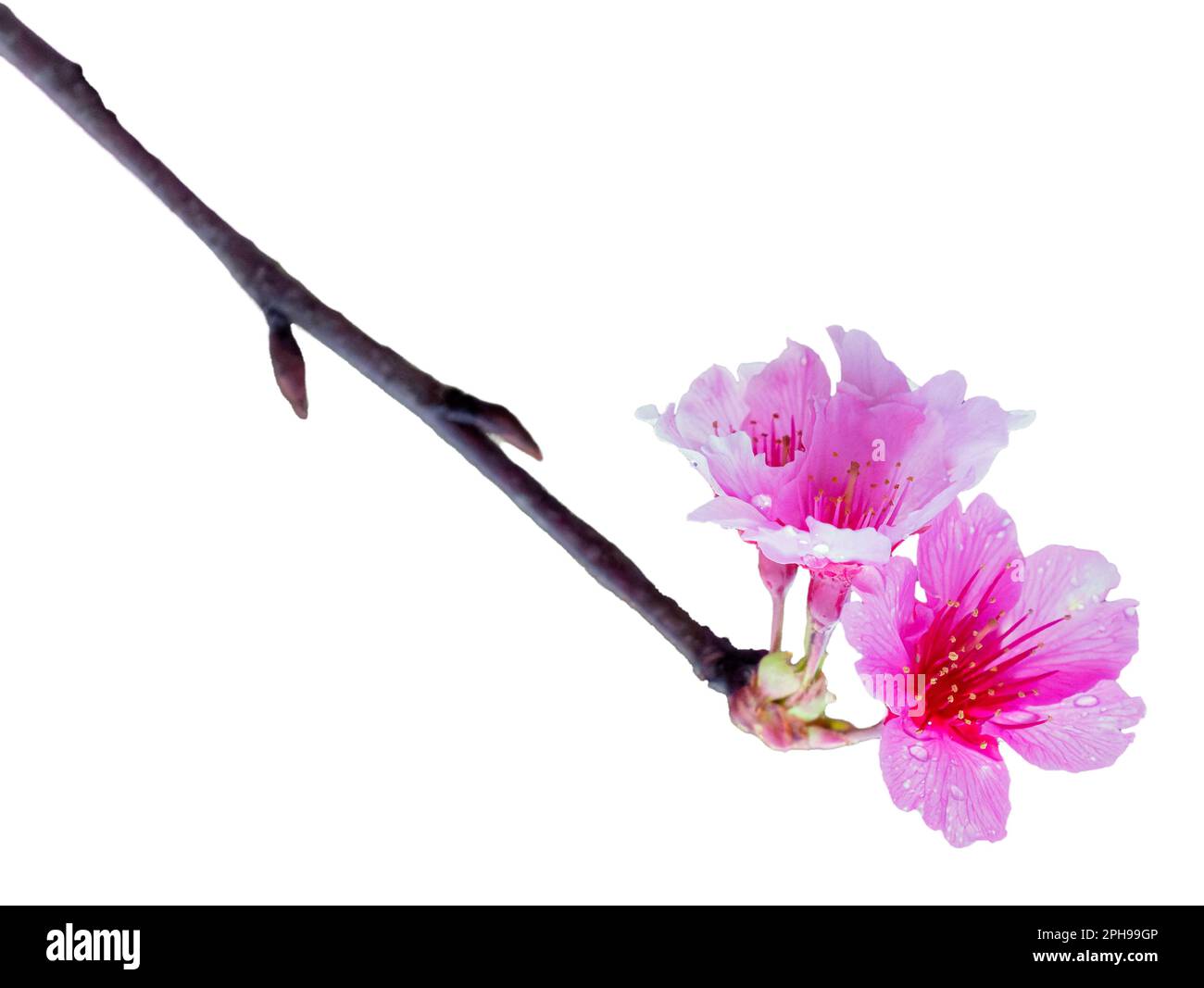 Sakura mit Regentropfen. Frische rosa Kirschblüten nach dem Regen. Wunderschöne Blüten sind isoliert. Stockfoto Sakura mit Regentropfen. Frische rosa Kirschblüten nach dem Regen. Wunderschöne Blüten sind isoliert. Stockfoto