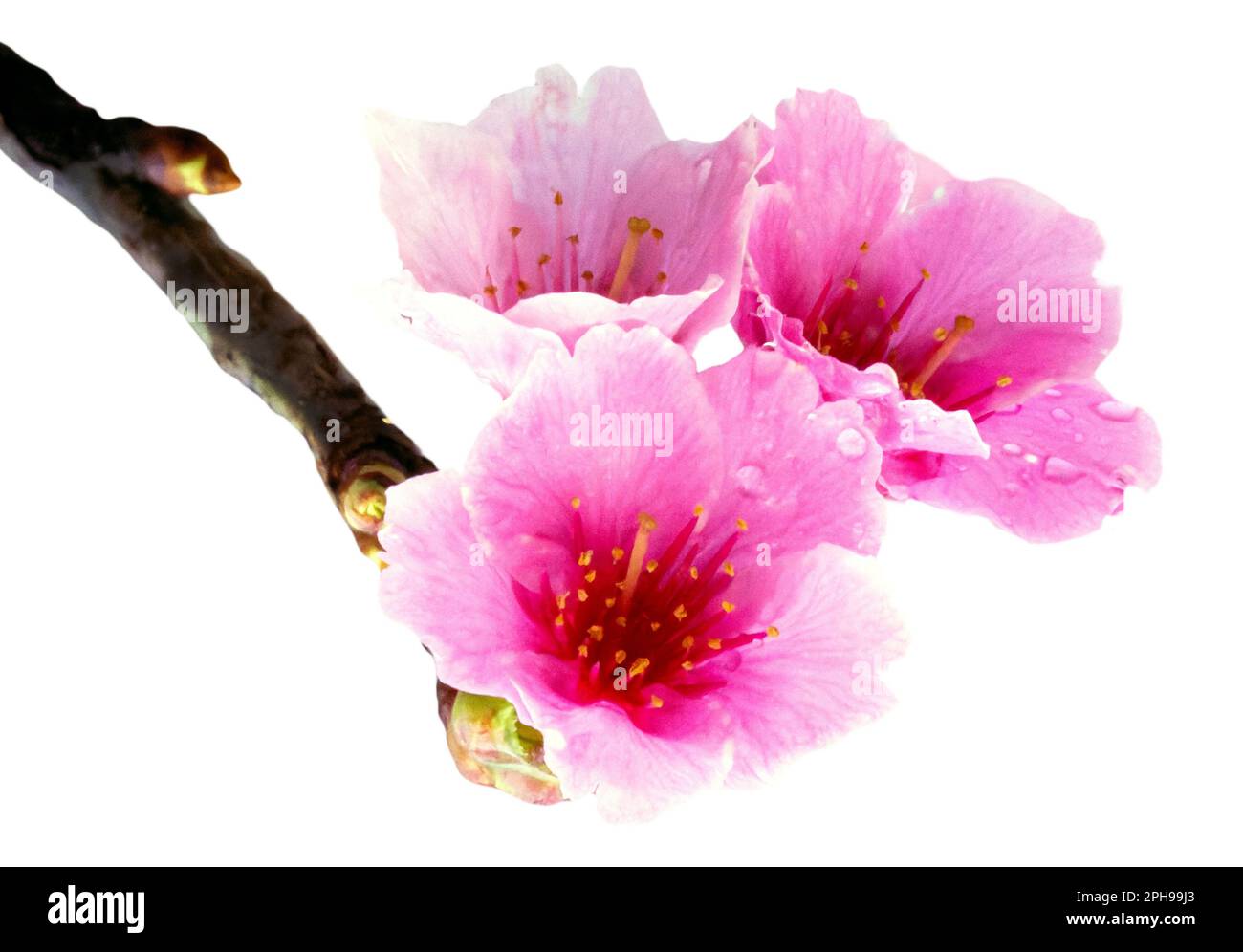 Sakura mit Regentropfen. Frische rosa Kirschblüten nach dem Regen. Wunderschöne Blüten sind isoliert. Stockfoto Sakura mit Regentropfen. Frische rosa Kirschblüten nach dem Regen. Wunderschöne Blüten sind isoliert. Stockfoto