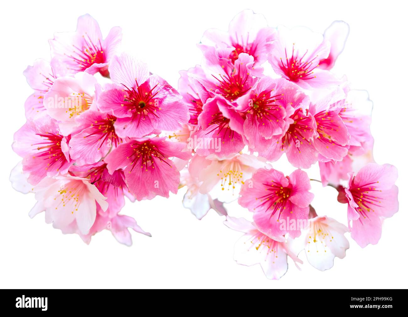 Sakura mit Regentropfen. Frische rosa Kirschblüten nach dem Regen. Wunderschöne Blüten sind isoliert. Stockfoto Sakura mit Regentropfen. Frische rosa Kirschblüten nach dem Regen. Wunderschöne Blüten sind isoliert. Stockfoto