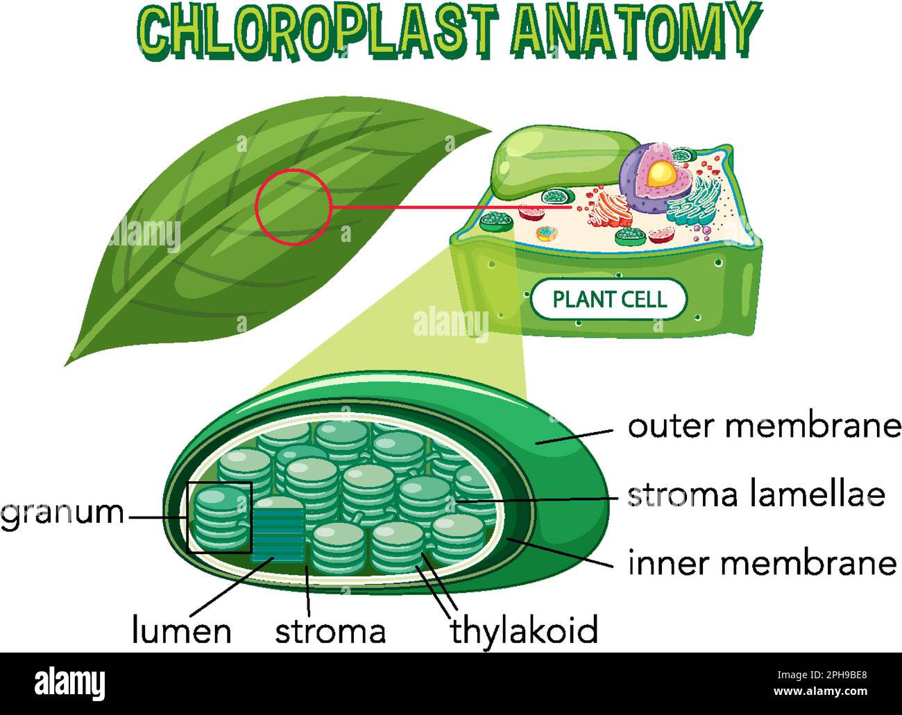 Schaubild zur Chloroplast-Anatomie für die Biologie- und Biowissenschaftsausbildung Stock Vektor