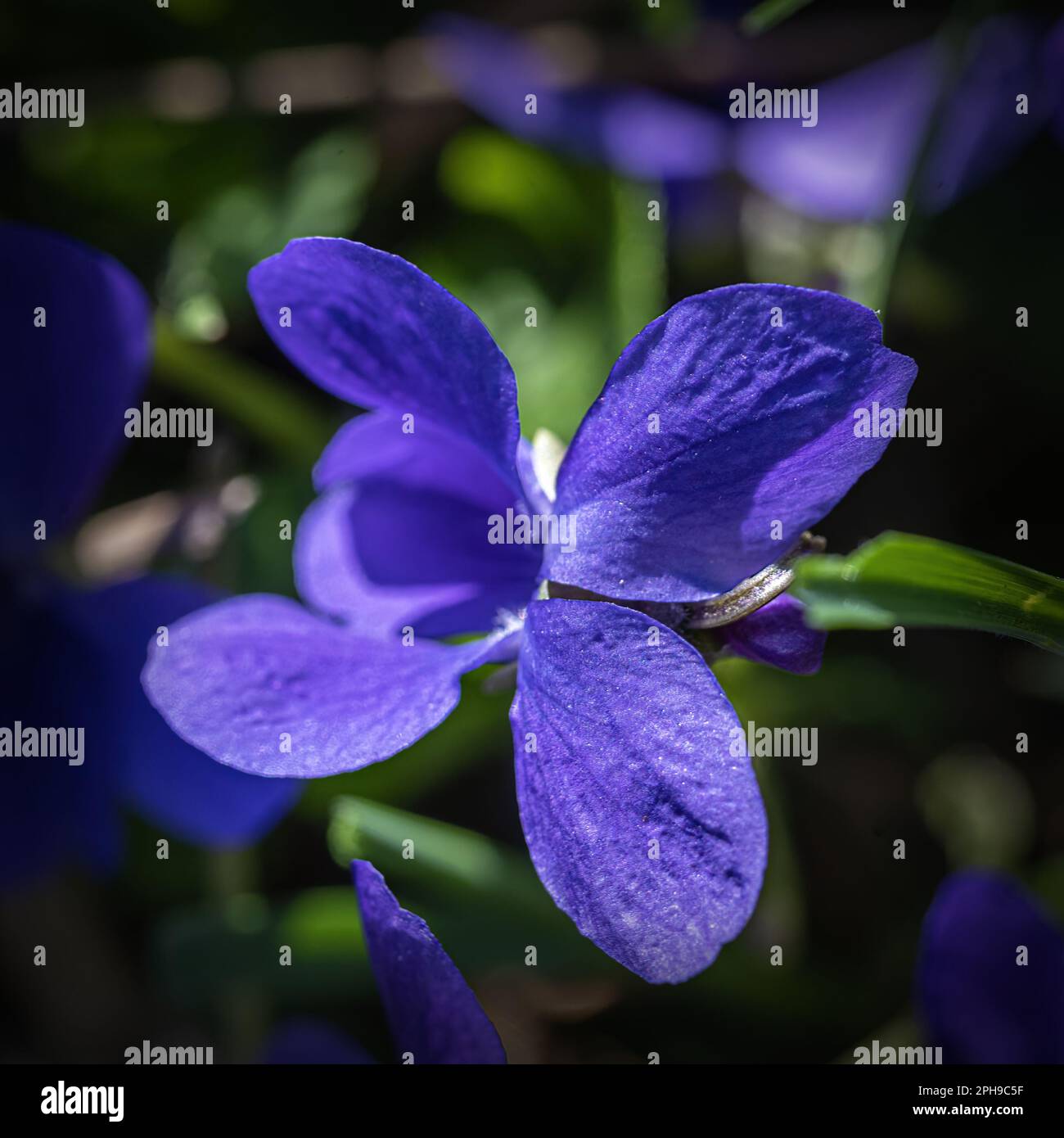 In der Nähe der Blüte eines Veilchen bei Sonnenschein im Frühling Stockfoto