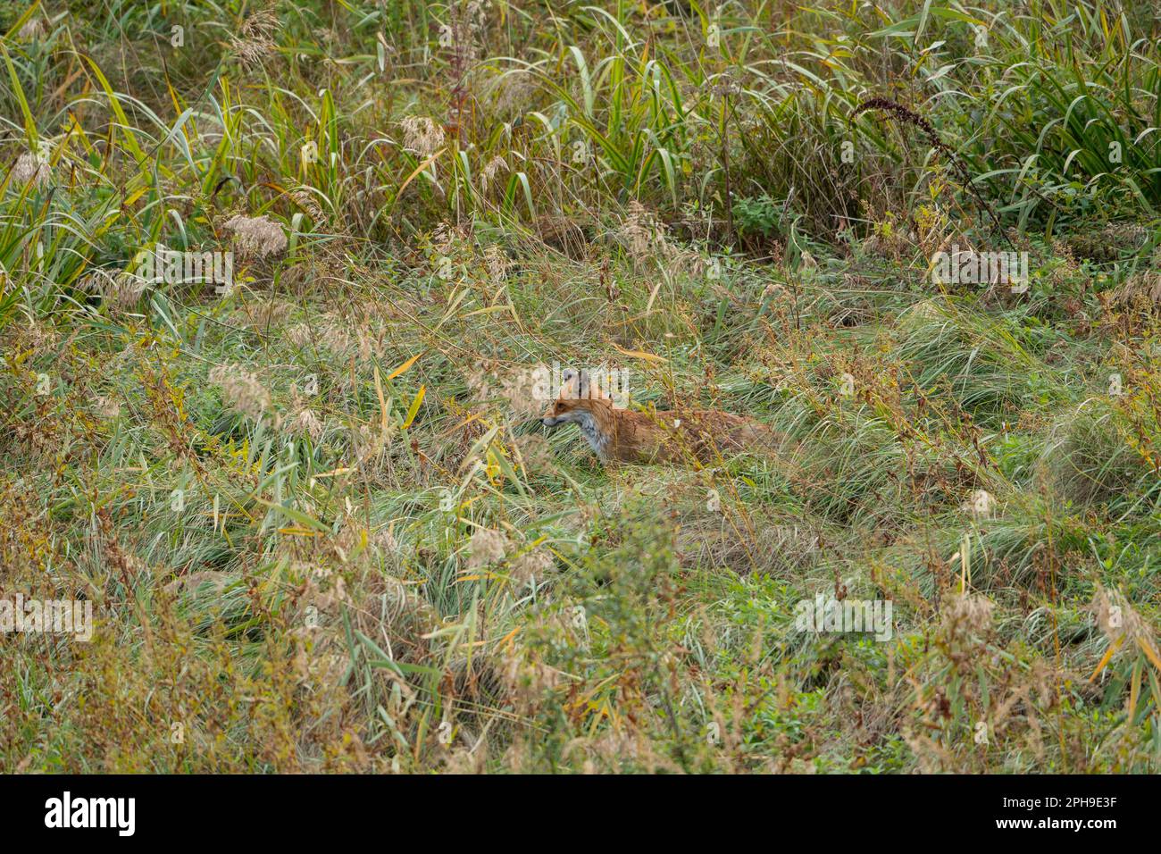 Orangenfuchs mit weißer Brust inmitten der grünen und gelben Gräser eines Feldes, jagt und sitzt nach vorne. Der Fuchs hat rötlich-braunes Fell, ein weißes Stockfoto