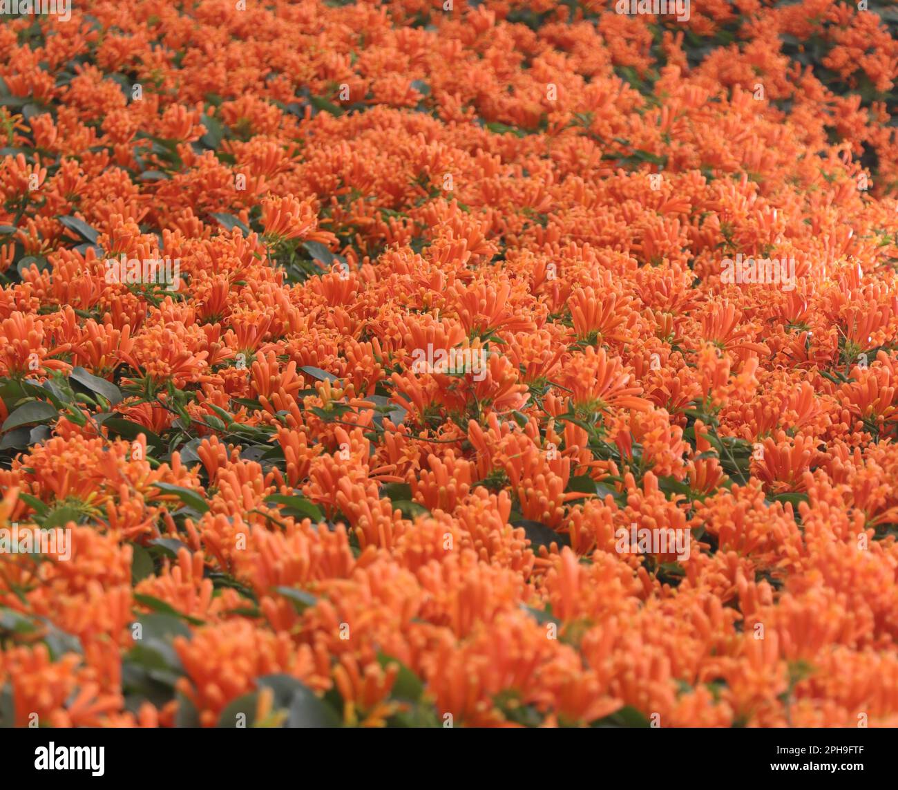 Blume Orangentrompetenrebe (Pyrostegia venusta) Stockfoto