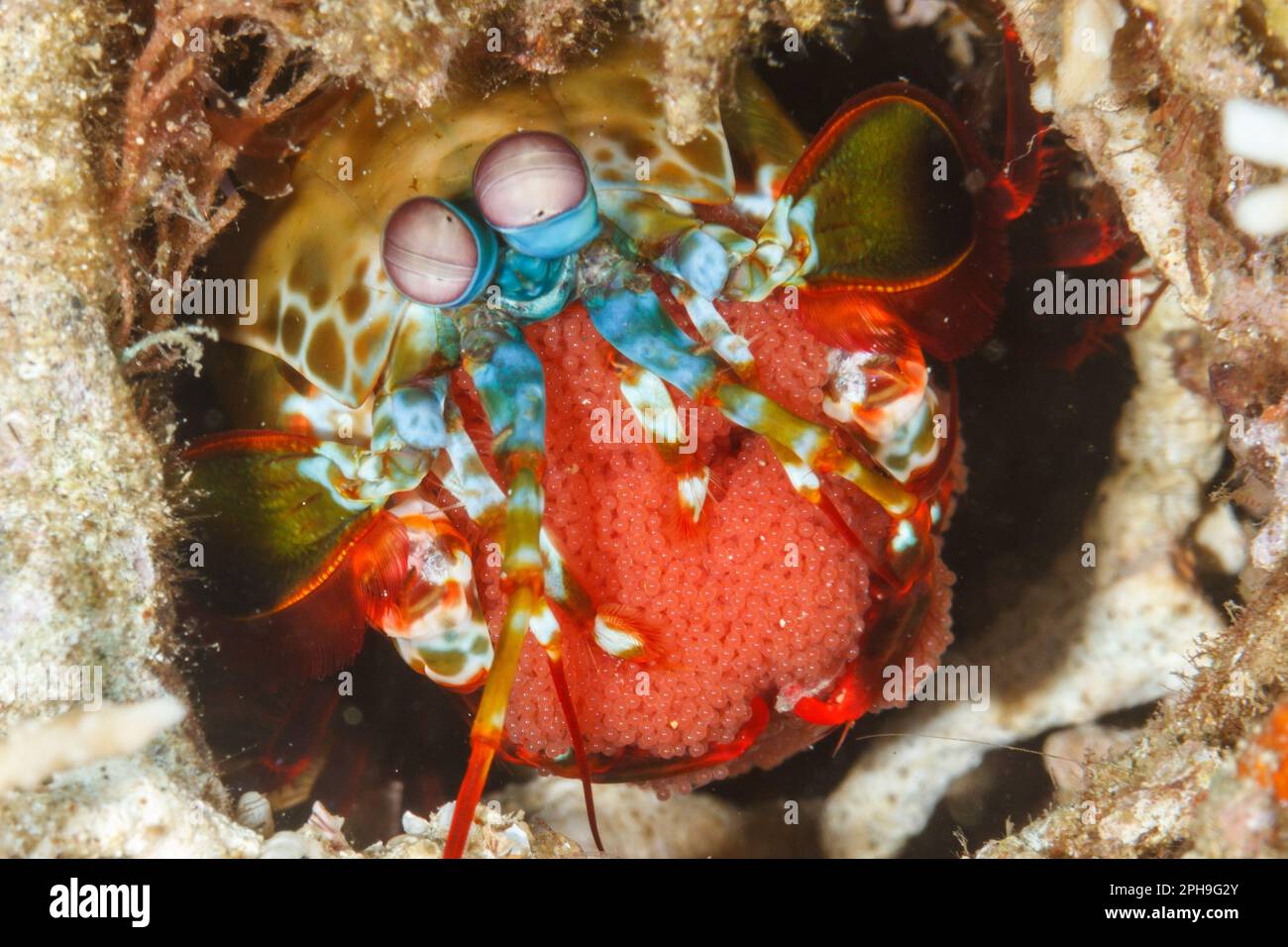 Herdenmantis-Garnele (Odontodactylus scyllarus), die Eier trägt. Lempriv Strait, North Sulawesi, Indonesien Stockfoto
