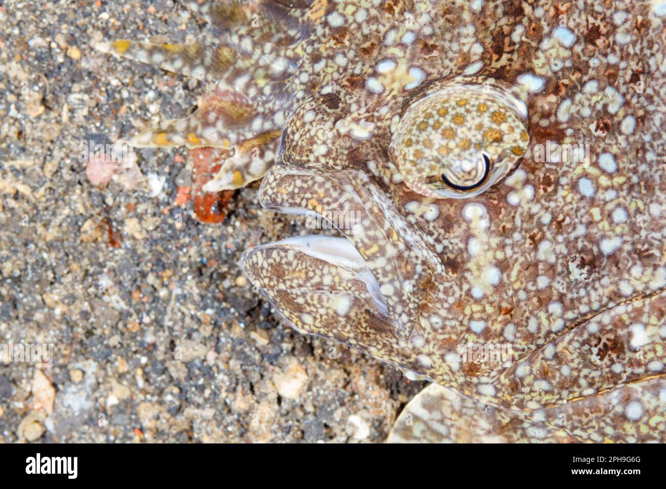 Peacock Flunder (Bothus mancus) Lempriv Strait, North Sulawesi, Indonesien Stockfoto