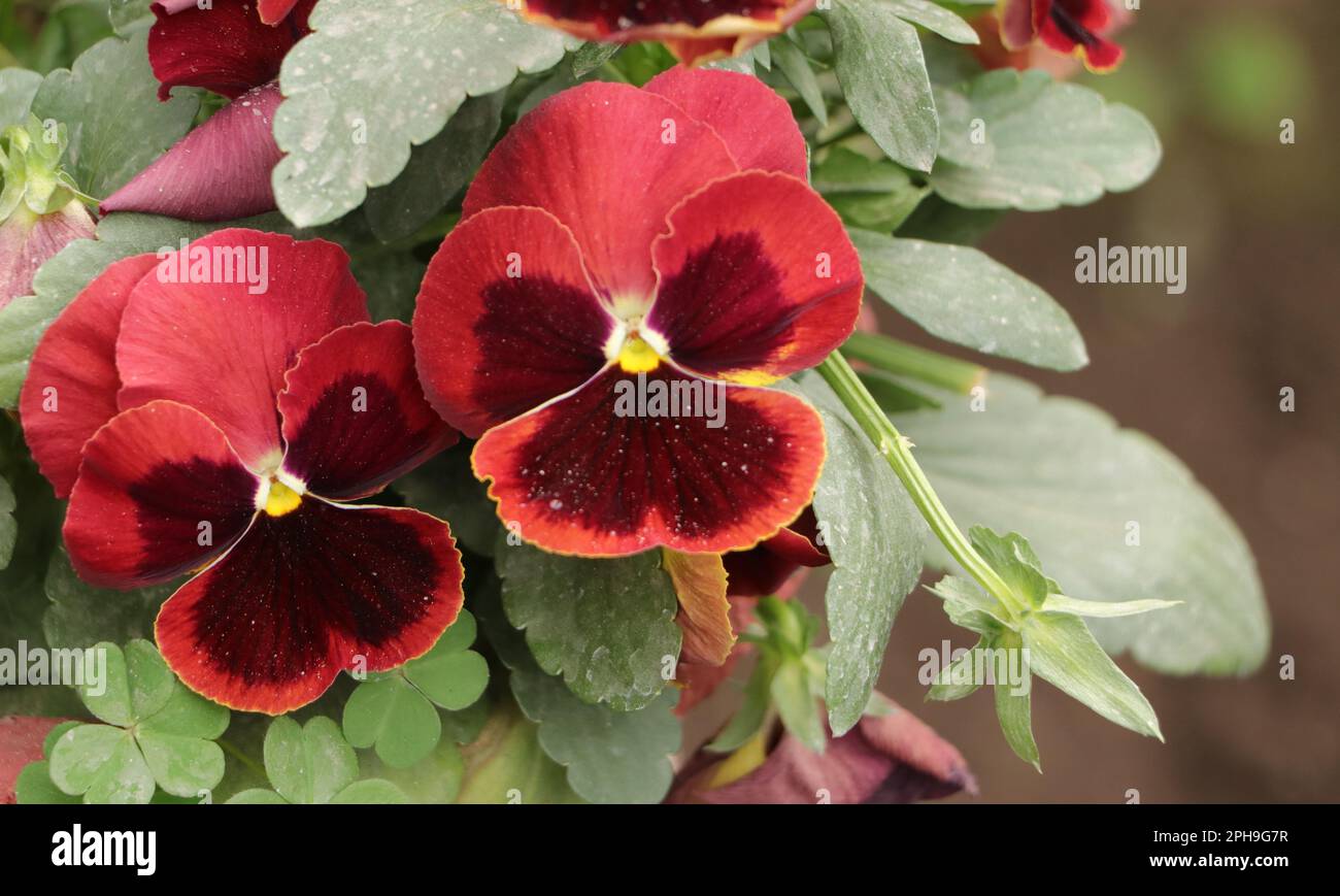 Pansy Giant Alpenglow Rote Blume. Das Gartenschweinchen (Viola x wittrockiana) ist eine Art großblütige Hybridpflanze, die als Gartenblume angebaut wird. Stockfoto