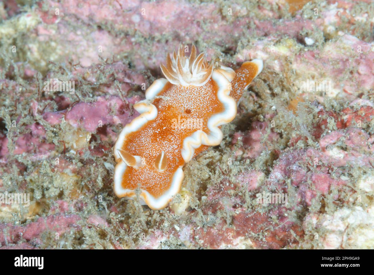 Glossodoris rufomarginata nudibranch. Lempriv Strait, North Sulawesi, Indonesien Stockfoto