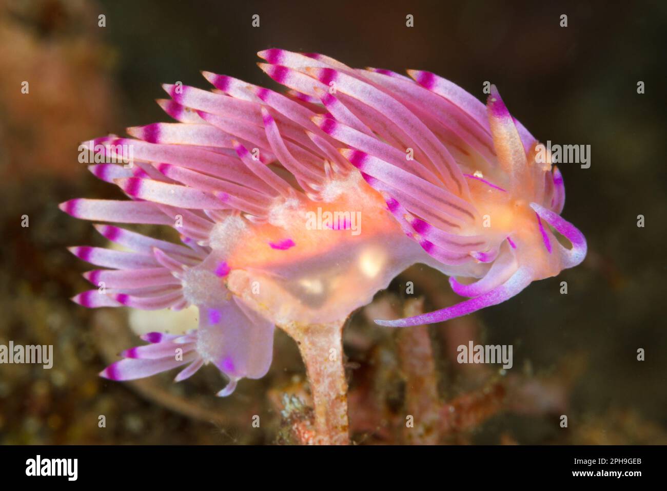 Flabellina rubrolineata nudibranch. Lempriv Strait, North Sulawesi, Indonesien. Stockfoto