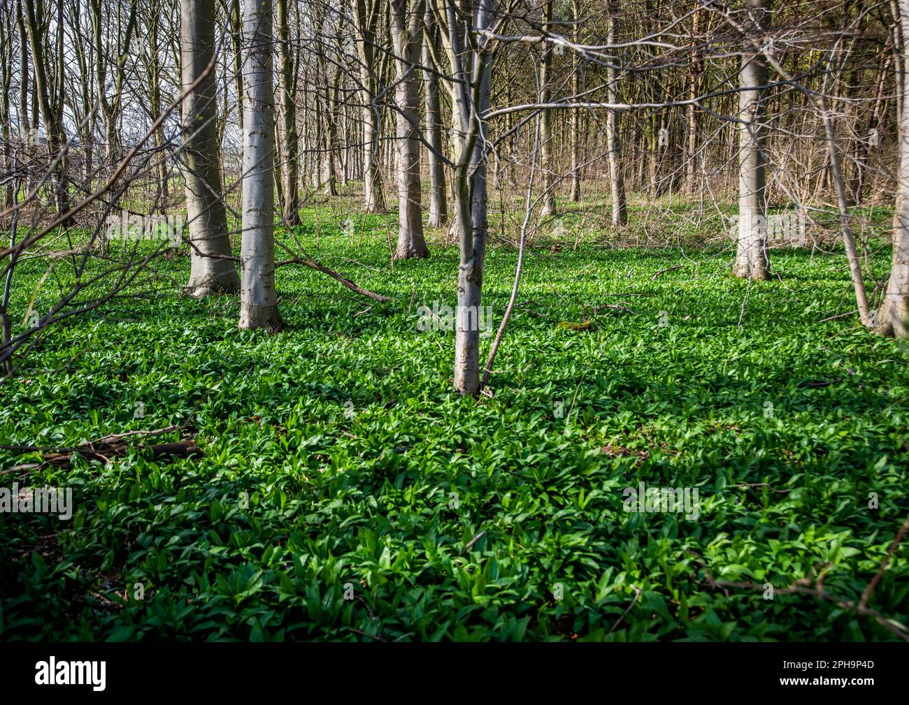 Ein kleiner Wald im East Riding of Yorkshire mit Wildknoblauchpflanzen. Stockfoto