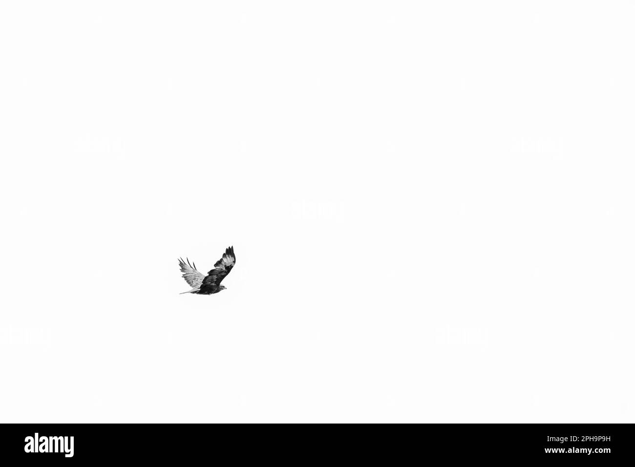 Ein kleiner Winkel von einem Geier, der bei Tageslicht fliegt Stockfoto