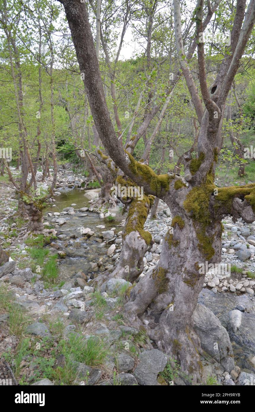 Griechenland, Thessalien, Larisa, Elassona_Flampouro Village_Old Watermill Area Stockfoto