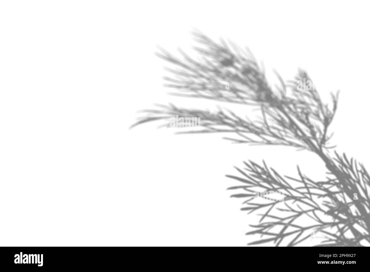 Der Schatten des Wiesengrases an der weißen Wand. Schwarzweißbild für Foto-Overlay oder -Modell. Stockfoto