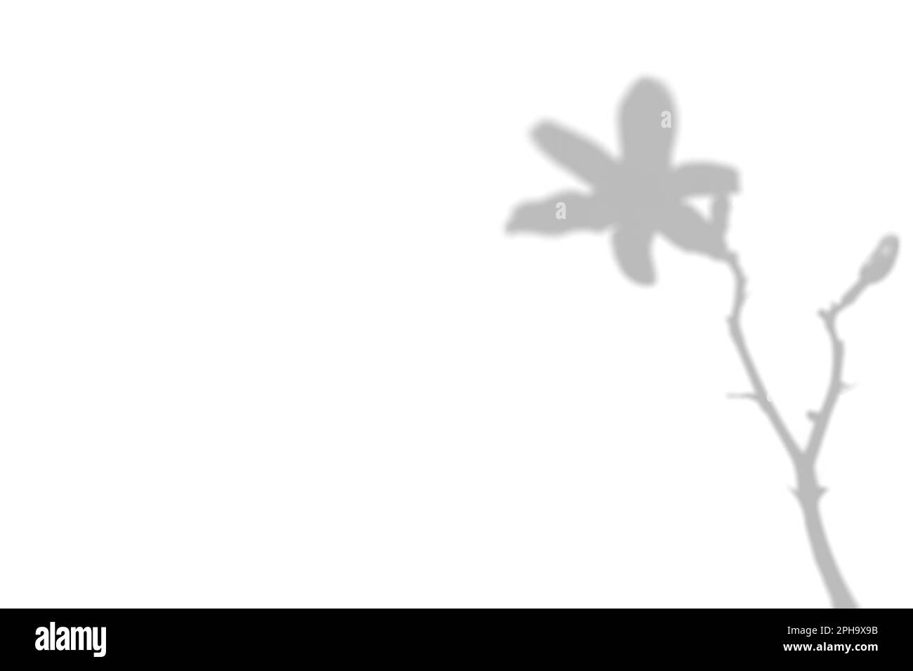 Der Schatten der Pflanze an der weißen Wand. Schwarz-weißer Sommerhintergrund für Foto-Overlay oder Mockup. Stockfoto