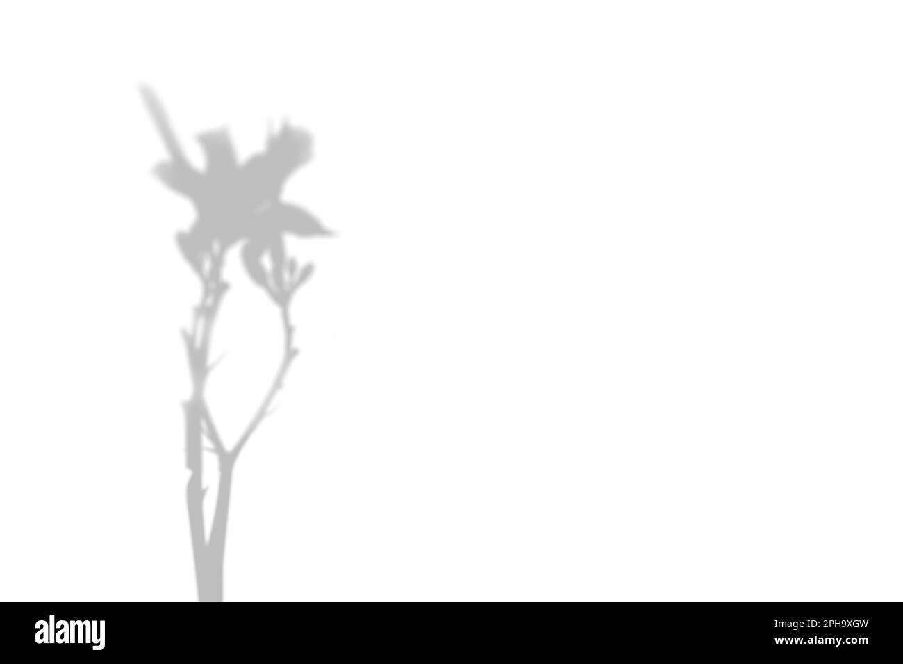 Der Schatten der Pflanze an der weißen Wand. Schwarz-weißer Sommerhintergrund für Foto-Overlay oder Mockup. Stockfoto