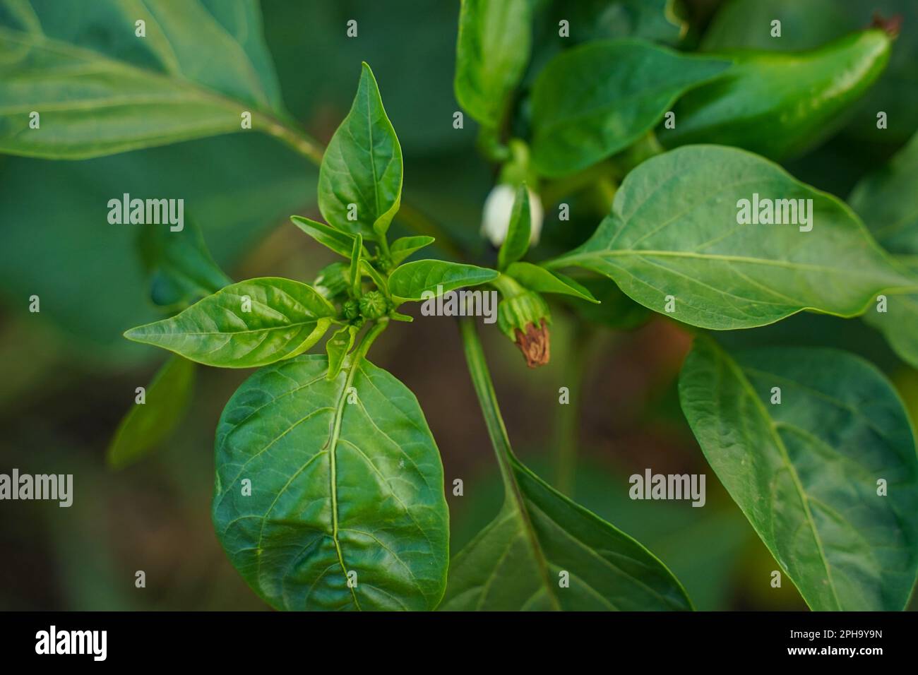 Blume aus Pfeffer und saftigen grünen Blättern, selektiver Fokus. Blumenpfeffer unter grünen Blättern im Garten. Die ersten Blüten gepflanzter Paprika Stockfoto