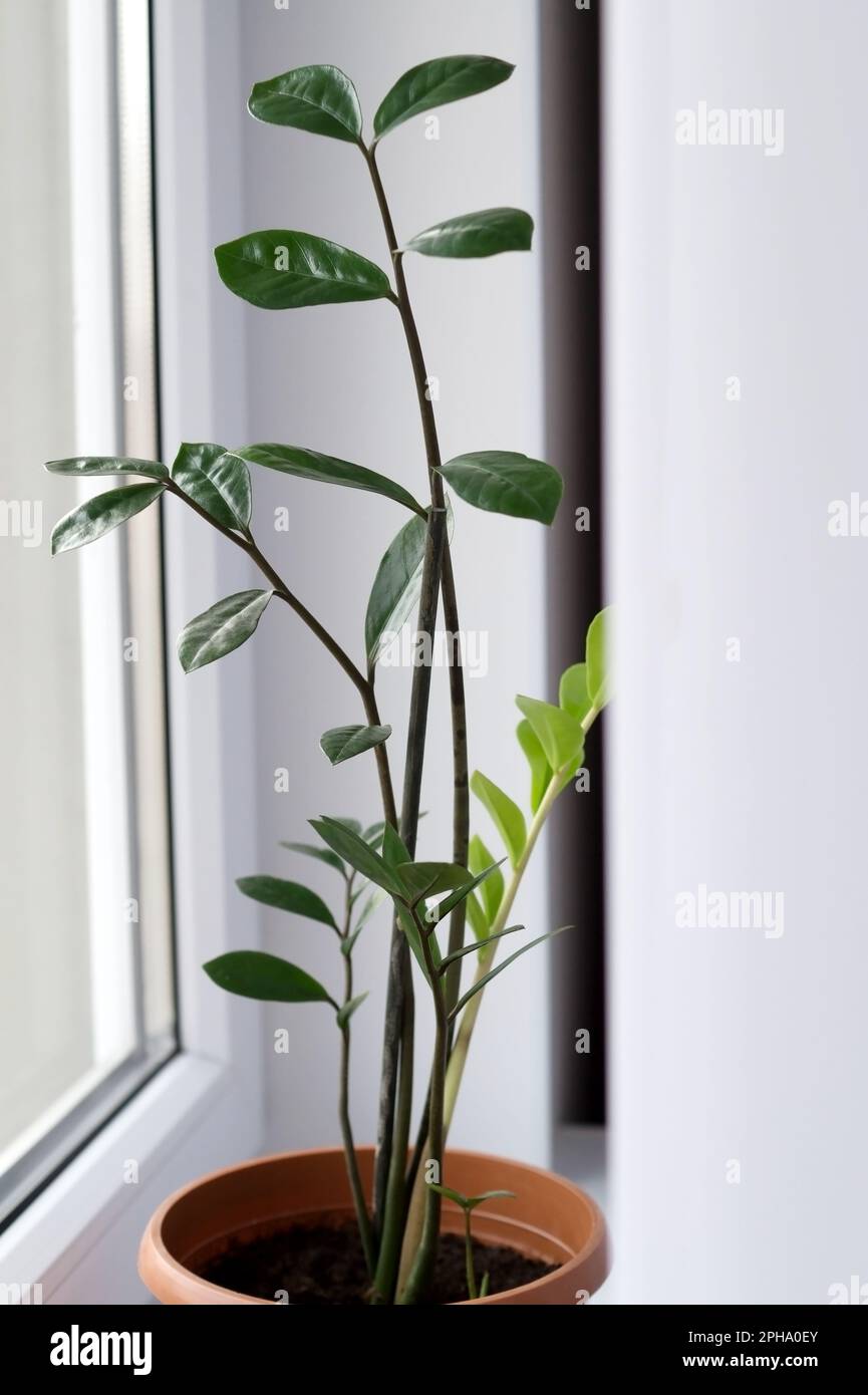 Zamioculcas-Heimpflanze auf dem Fensterbrett. Hausblume mit grünen Blättern am Fenster. Heimgärtnern. Zamiifolien Stockfoto