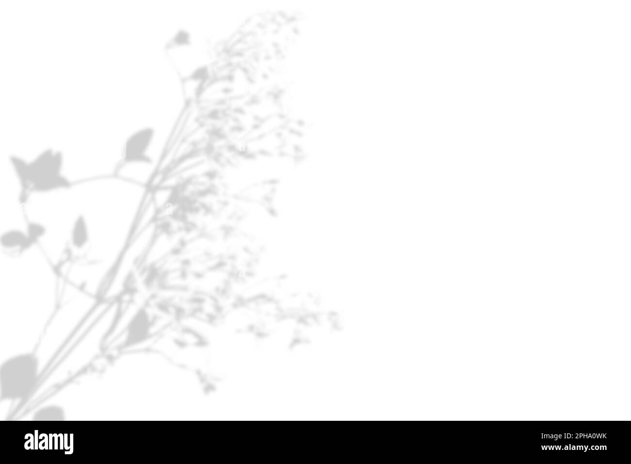 Der Schatten einer exotischen wilden Pflanze an einer weißen Wand. Schwarzweißer Sommerhintergrund für Fotoüberlagerungen oder -Modelle Stockfoto