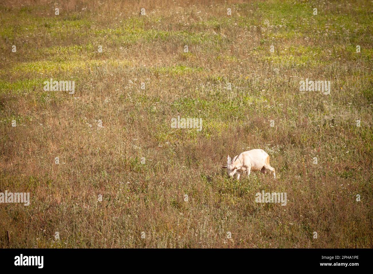 Bild einer jungen Ziege, einer weißen Ziege aus Vieh, das Gras auf einem landwirtschaftlichen Feld frisst. Stockfoto