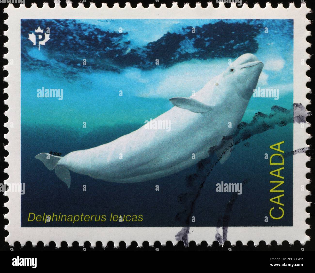 Beluga-Wal auf kanadischer Briefmarke Stockfoto
